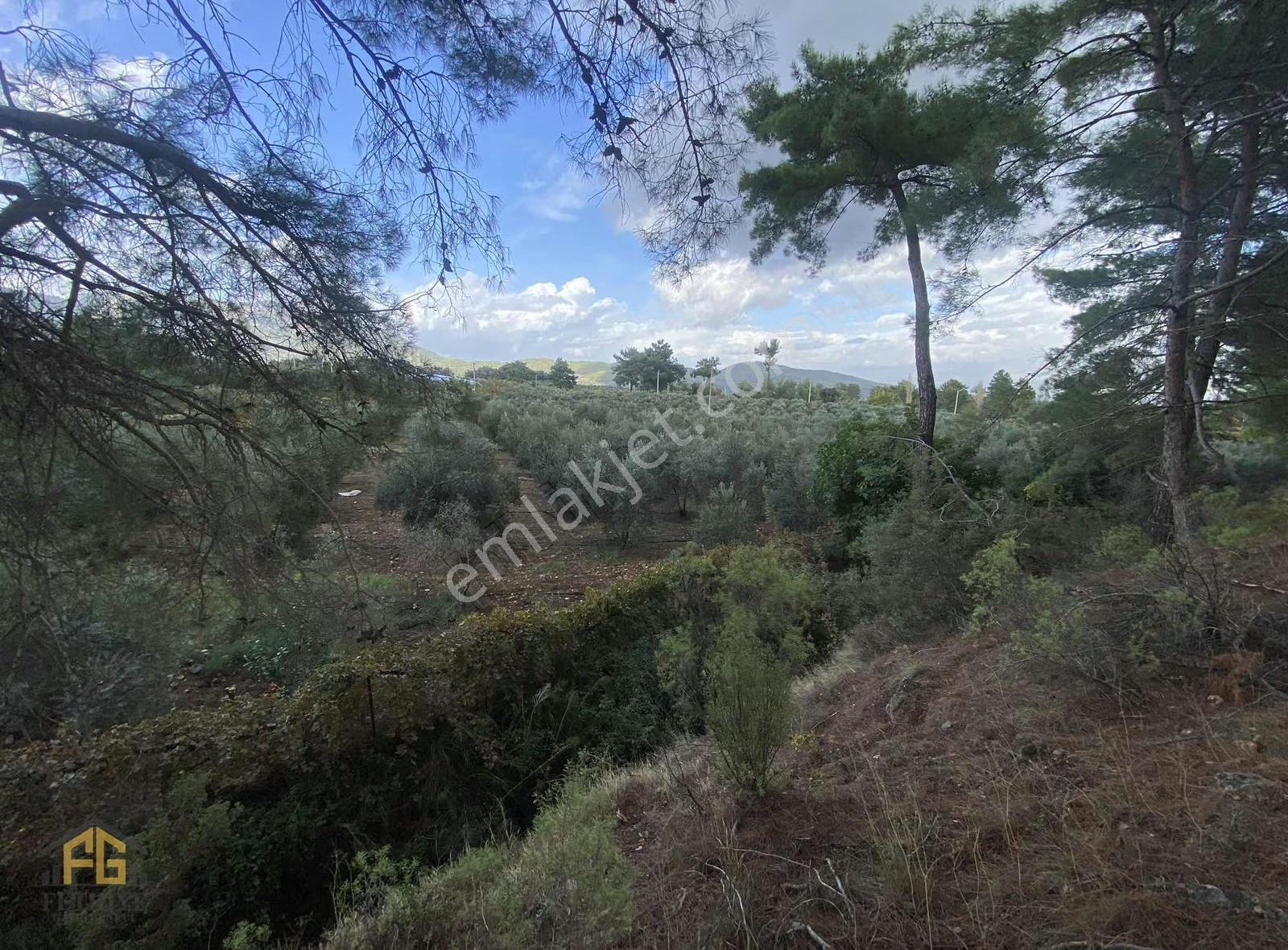 Seydikemer Kabaağaç Mahallesinde Satılık 4182 M2 Zeytinlik - Görsel 12
