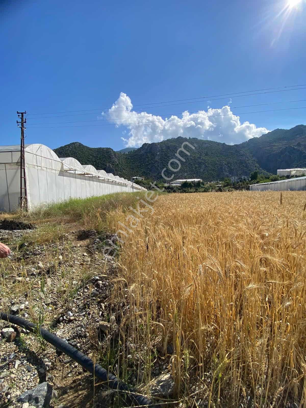 Anamur Orhana(güleş) Mah Satılık Tarla - Görsel 12