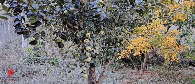 Başarakavak'ta Dere Kenarı 1120m2 Satılık Meyve Bahçesi - Görsel 4