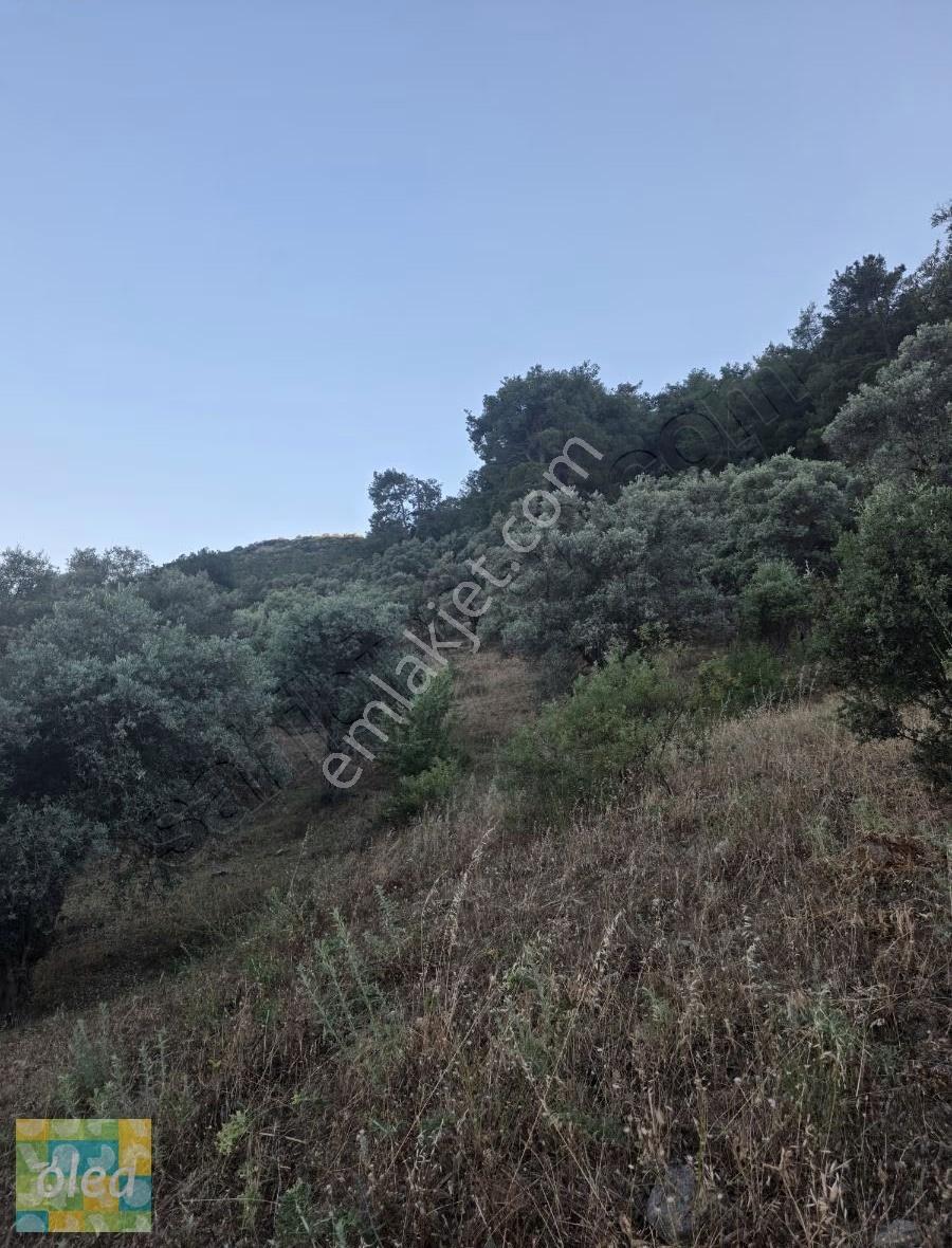 Muğla Milas Dibekdere Mahallesinde Satılık Zeytinlik - Görsel 7