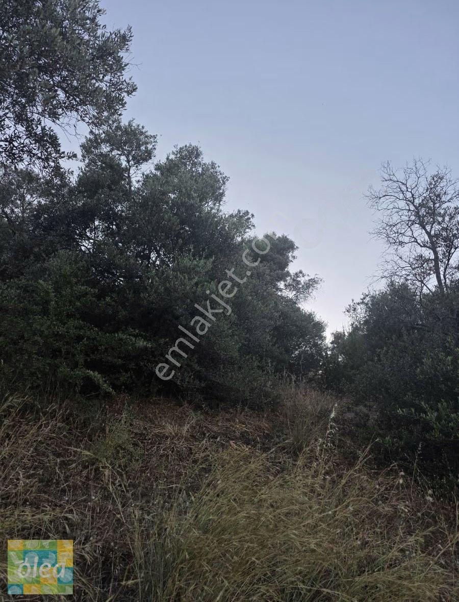Muğla Milas Dibekdere Mahallesinde Satılık Zeytinlik - Görsel 19
