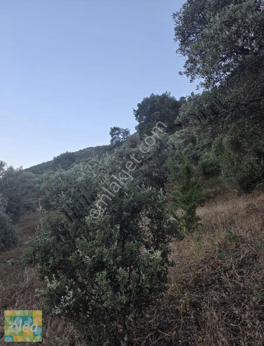 Muğla Milas Dibekdere Mahallesinde Satılık Zeytinlik - Görsel 18