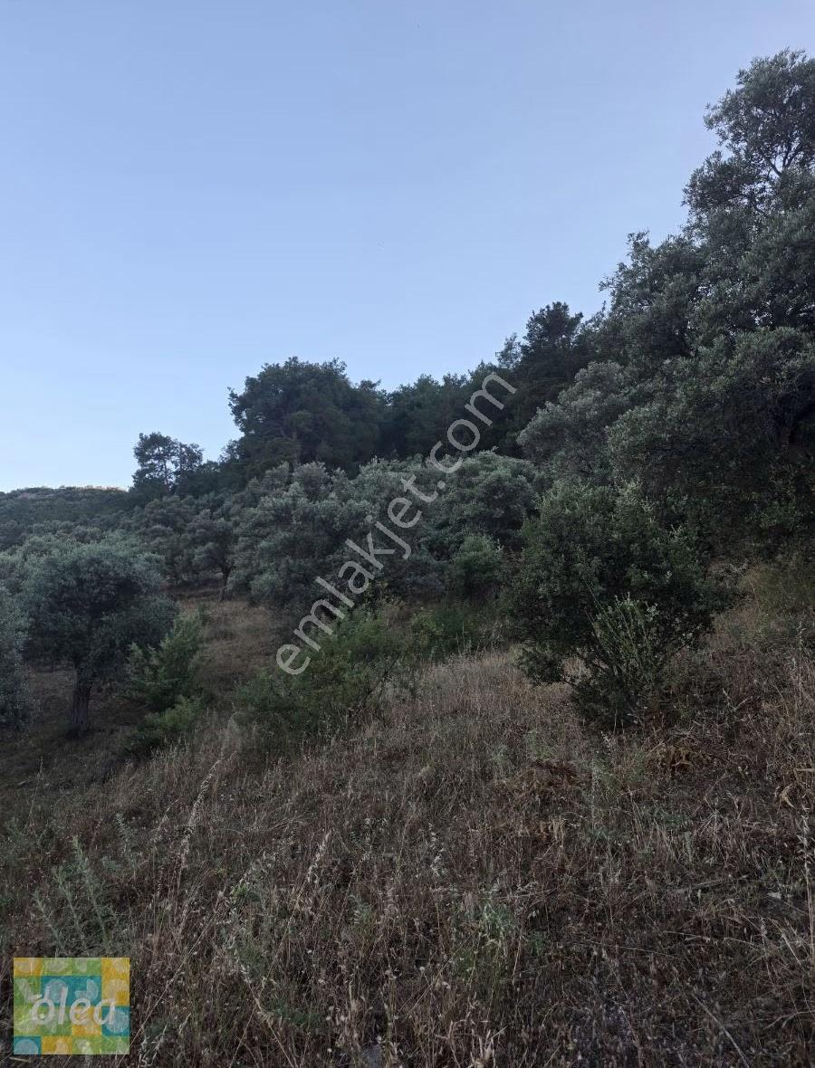 Muğla Milas Dibekdere Mahallesinde Satılık Zeytinlik - Görsel 6