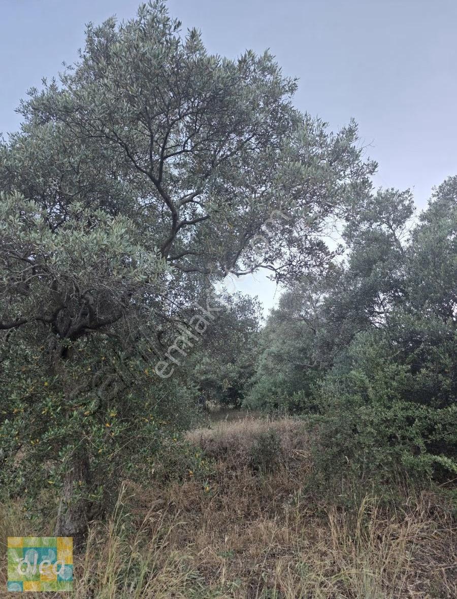 Muğla Milas Dibekdere Mahallesinde Satılık Zeytinlik - Görsel 8