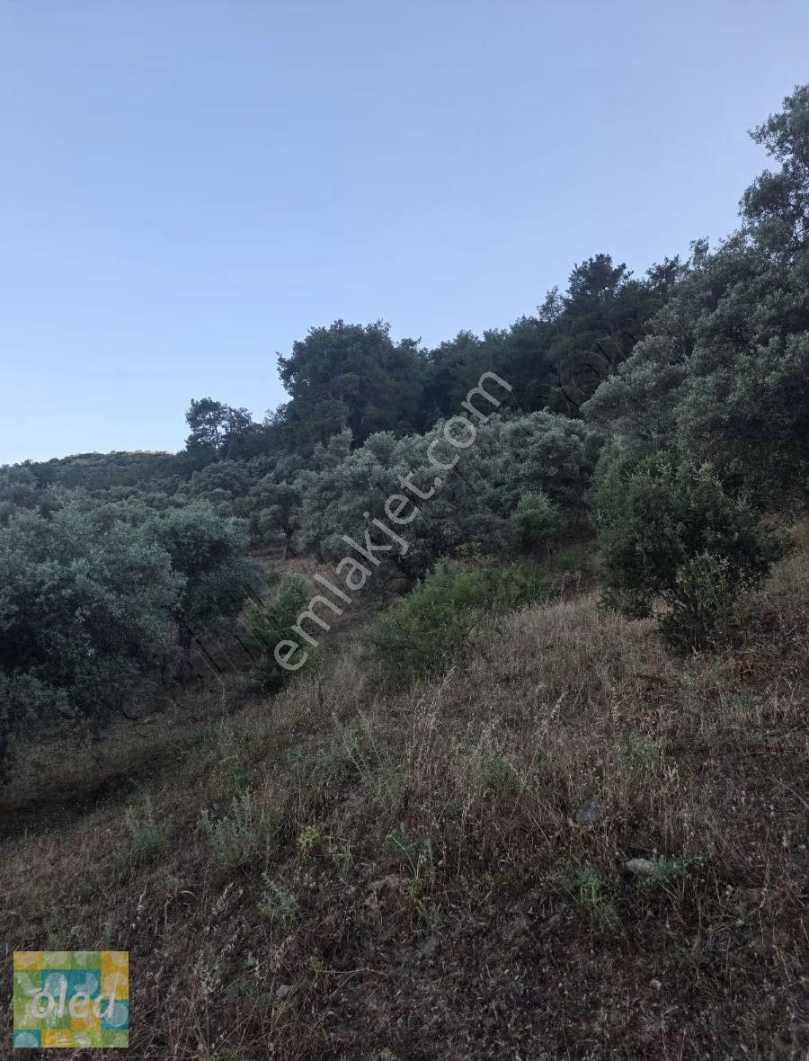 Muğla Milas Dibekdere Mahallesinde Satılık Zeytinlik - Görsel 12