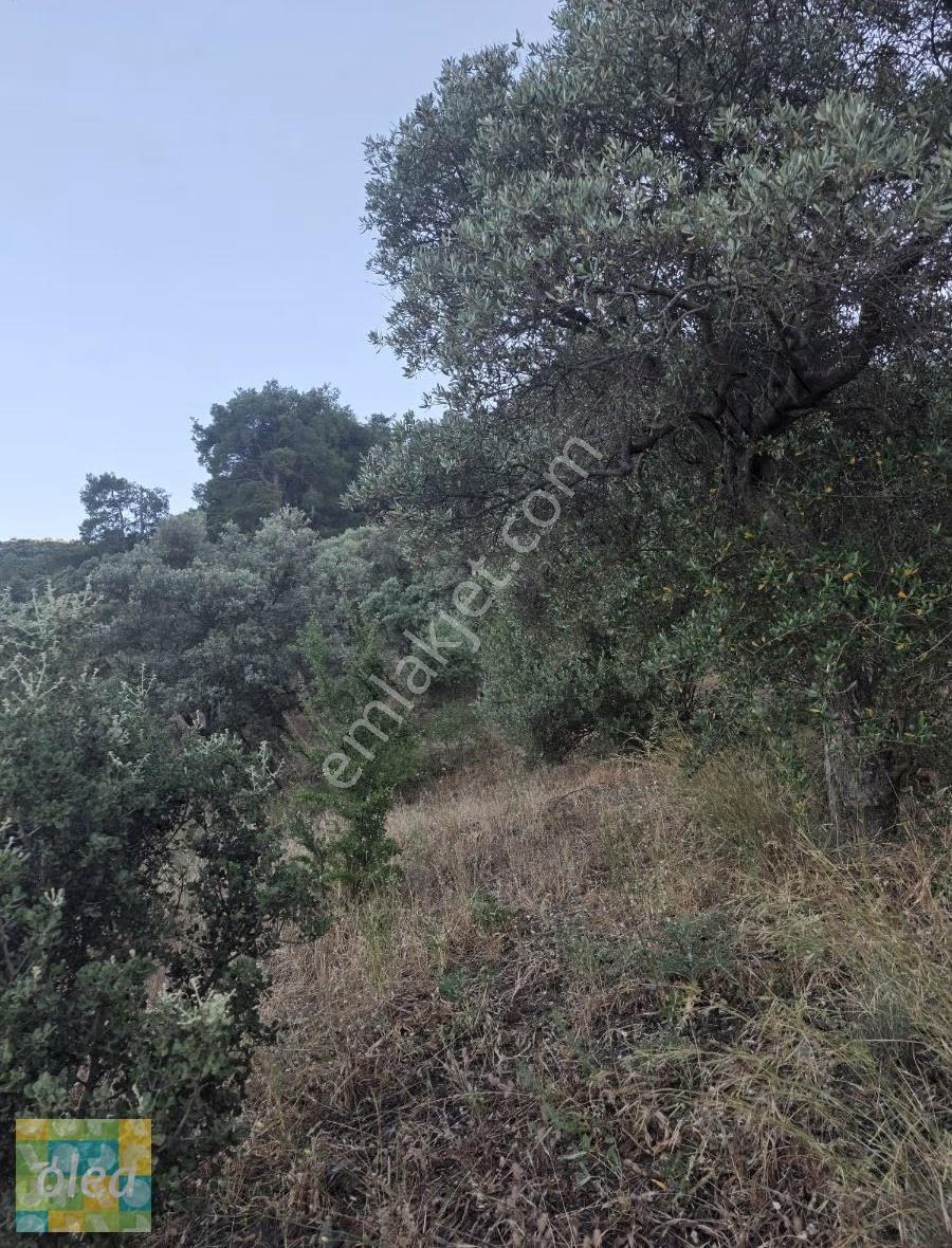 Muğla Milas Dibekdere Mahallesinde Satılık Zeytinlik - Görsel 10