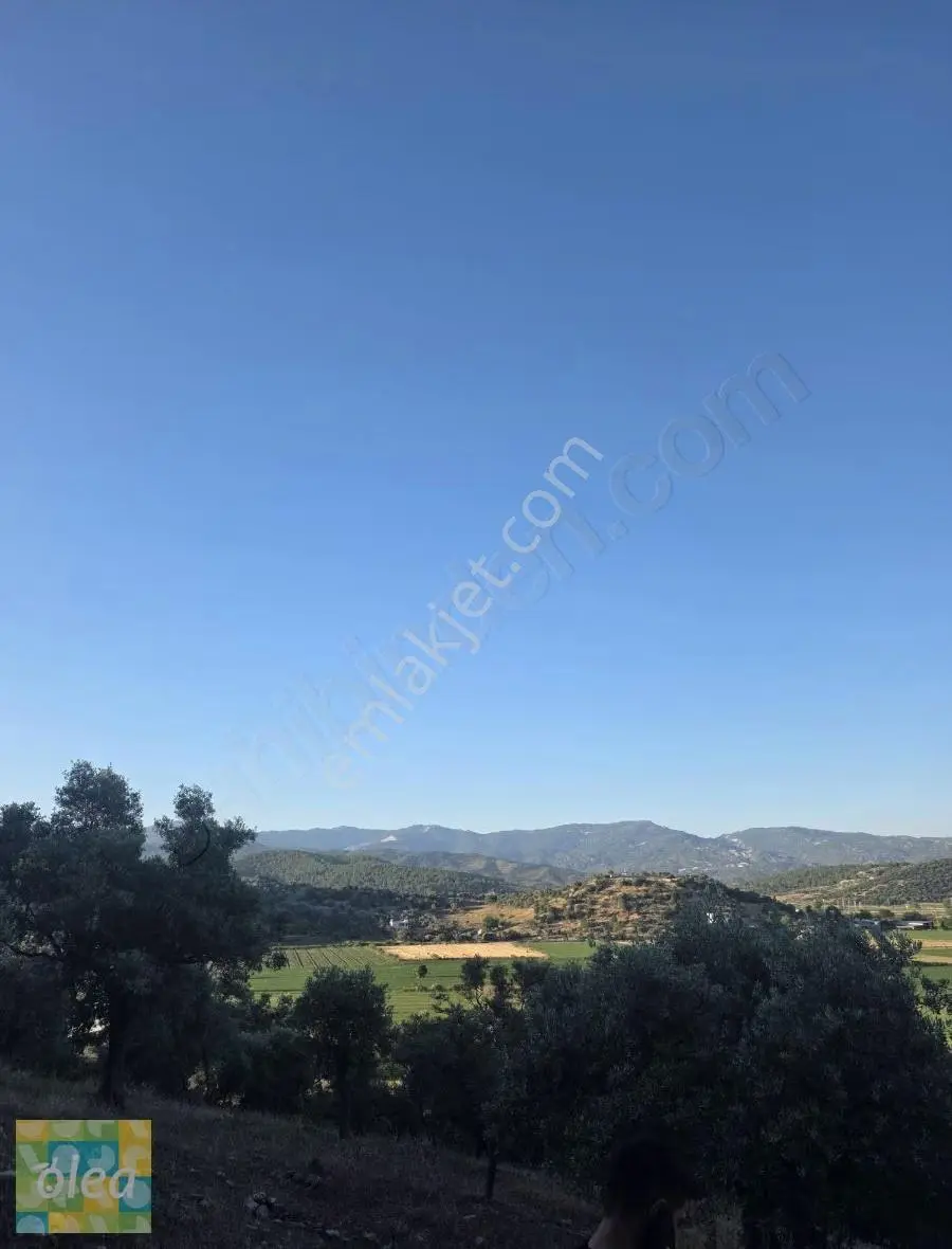 Muğla Milas Dibekdere Mahallesinde Satılık Zeytinlik