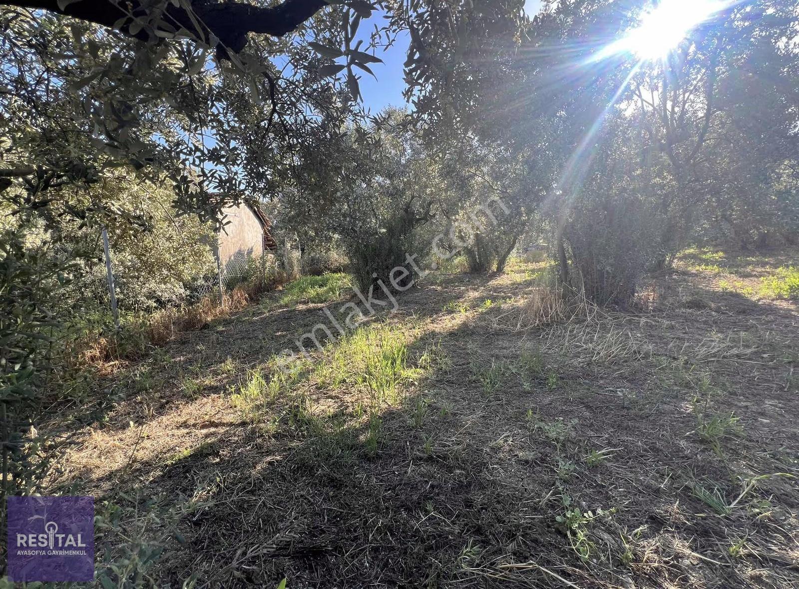 Mudanya Çepni 842m2 Zeytinlik/hobi Bahçesi -bölgenin Gözdesi- - Görsel 12