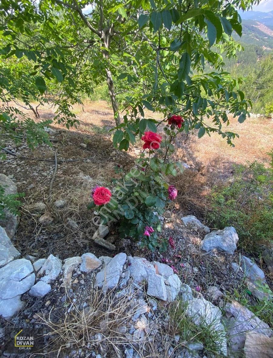 Kozan Divan Emlak'tan Kuytucak'ta 12.443 M2 Arsamız Satılıktır - Görsel 6
