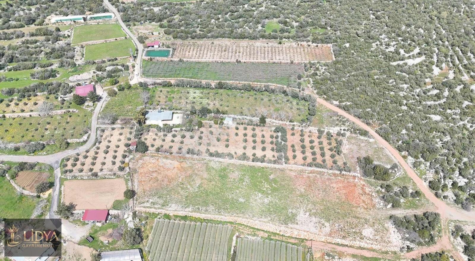 Esenpınar Ağlıca'da 5.575 M2 Satılık Zeytin Bahçesi - Görsel 2