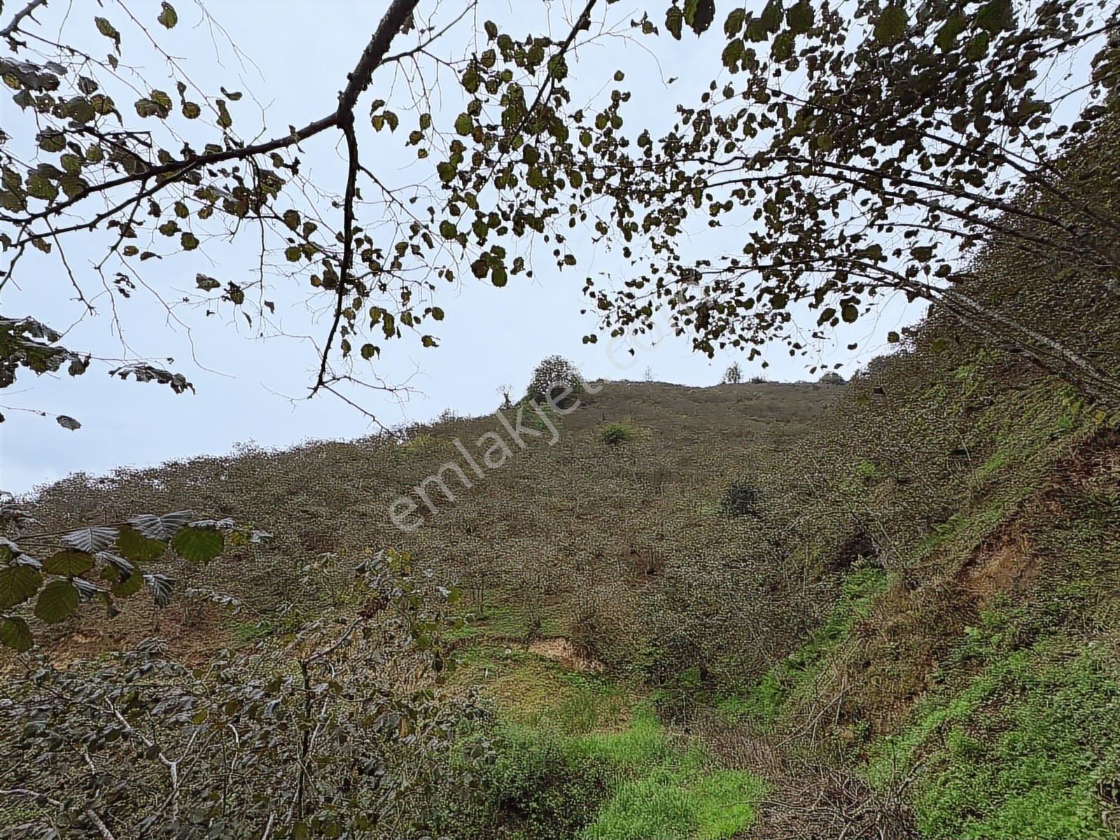 Giresun Merkez Darı Köyü'nde Satılık 10 Dönüm Fındık Bahçeleri! - Görsel 12
