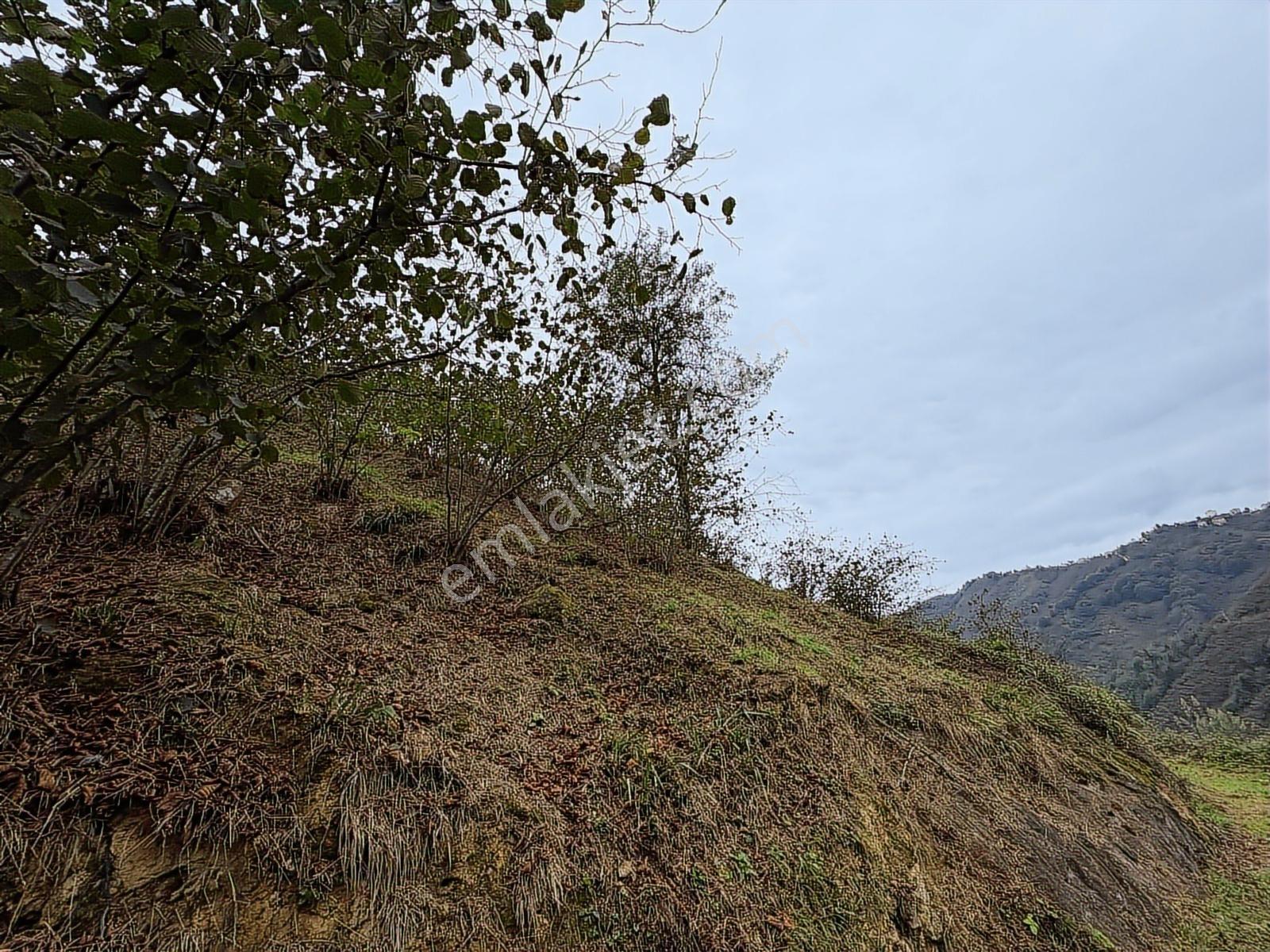 Giresun Merkez Darı Köyü'nde Satılık 10 Dönüm Fındık Bahçeleri! - Görsel 6
