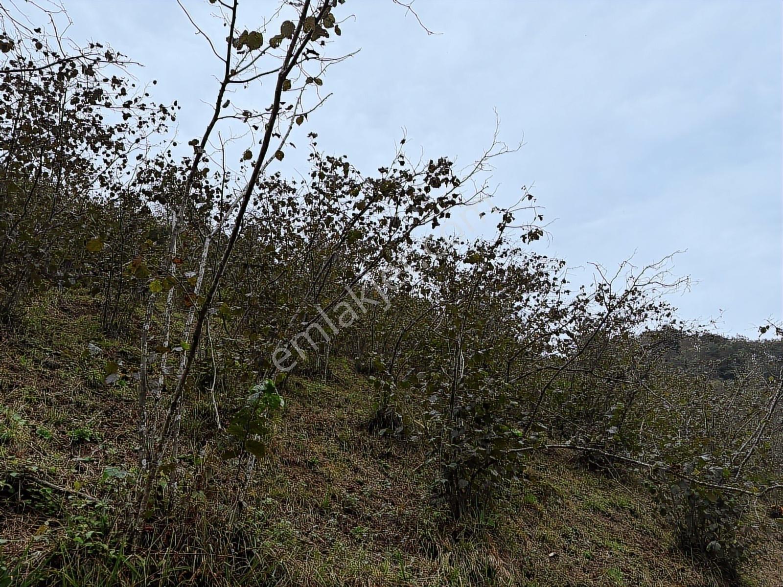 Giresun Merkez Darı Köyü'nde Satılık 10 Dönüm Fındık Bahçeleri! - Görsel 14