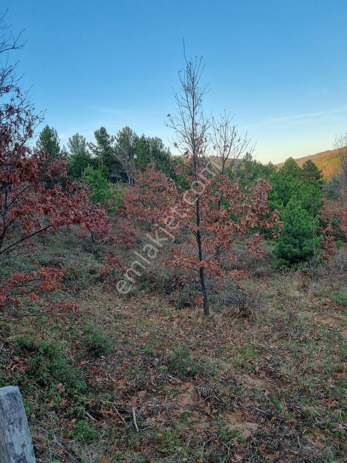 Bayramiç Osmaniye 60m Cepheli 3.625 M2 Yarı Fiyatına Acil Tarla - Görsel 25