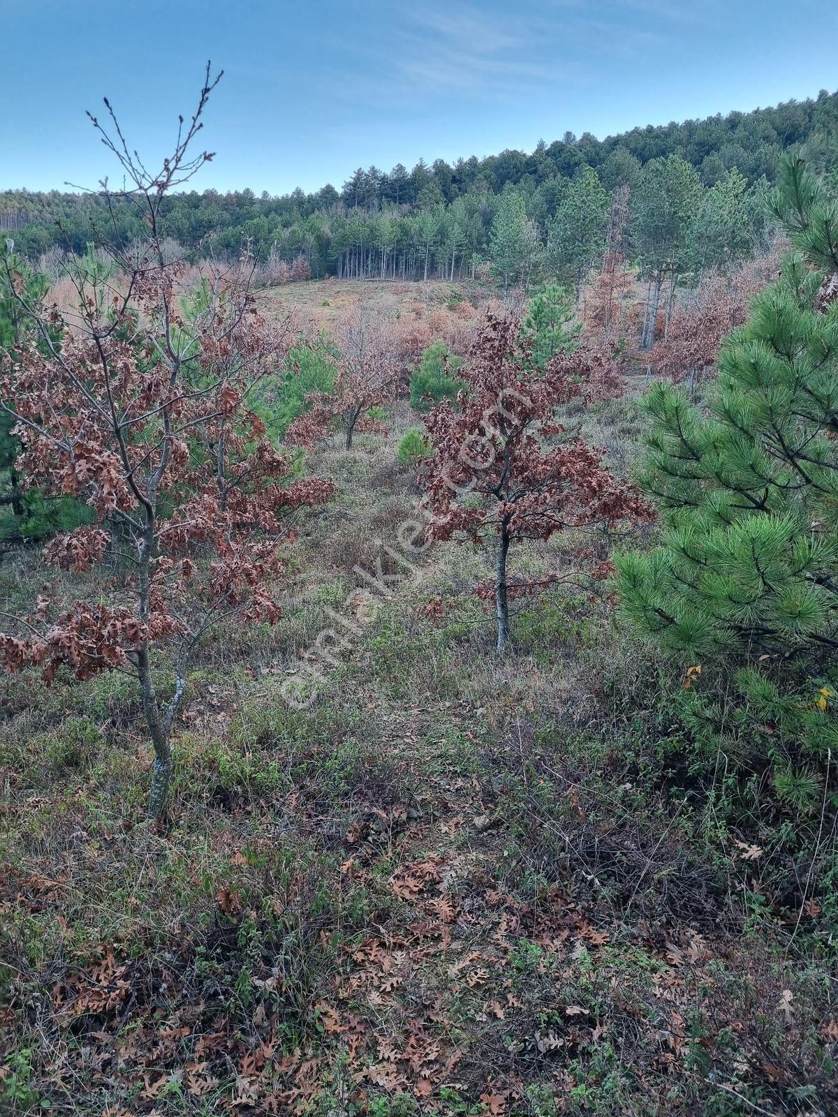 Bayramiç Osmaniye 60m Cepheli 3.625 M2 Yarı Fiyatına Acil Tarla - Görsel 9