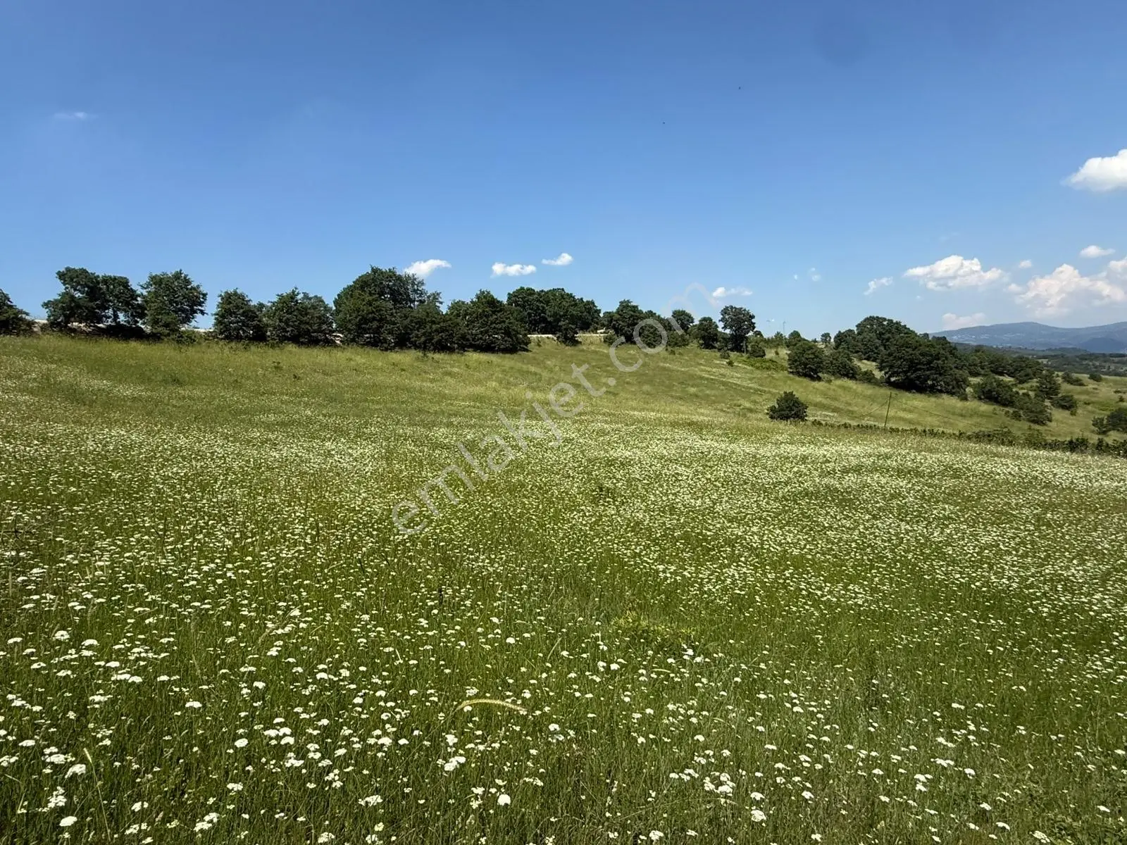 İznik - Gölcük Asfaltına Cepheli 3384 M2 Tarla - Görsel 9