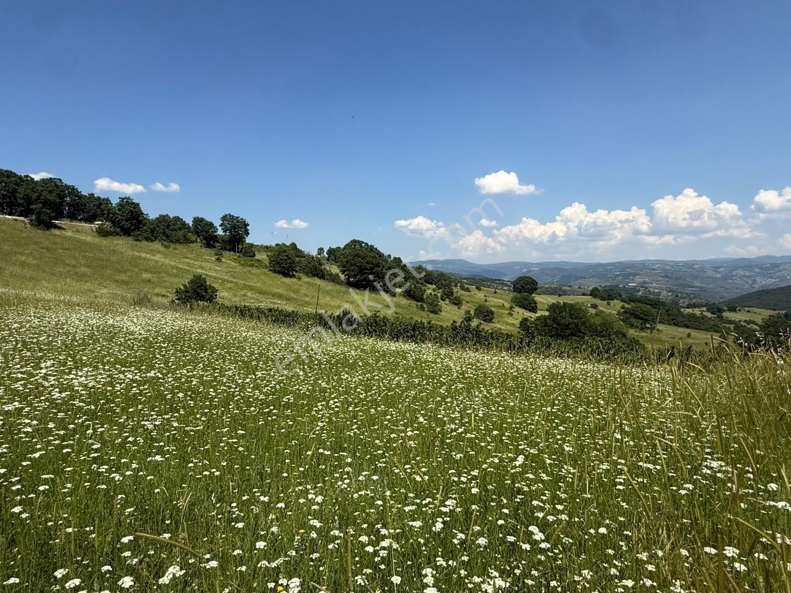 İznik - Gölcük Asfaltına Cepheli 3384 M2 Tarla - Görsel 2