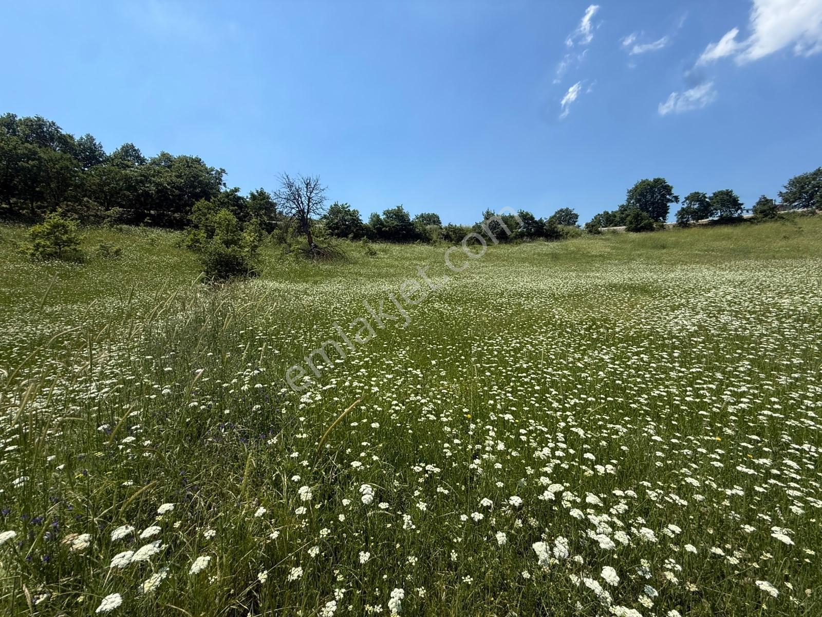 İznik - Gölcük Asfaltına Cepheli 3384 M2 Tarla - Görsel 18