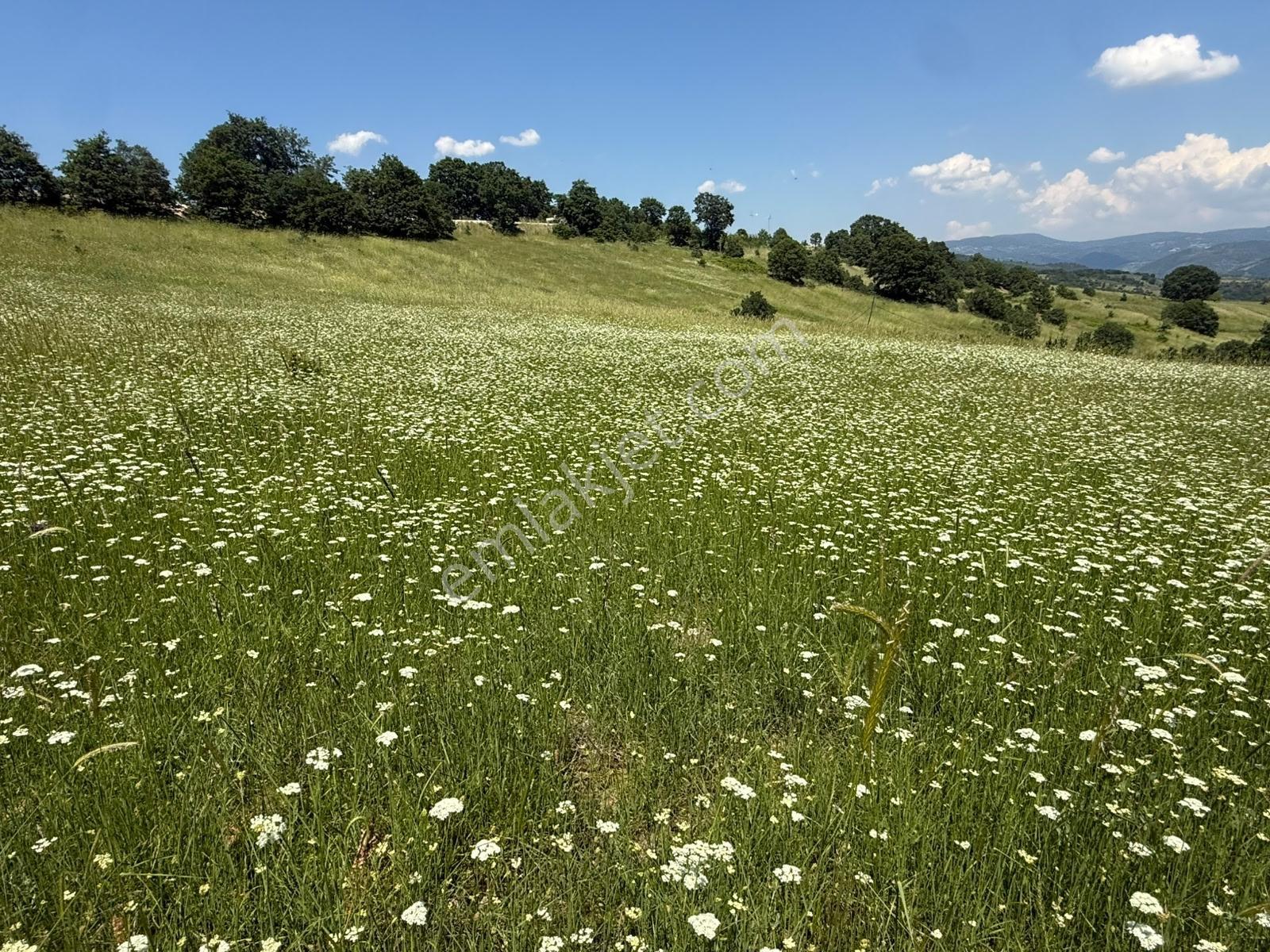 İznik - Gölcük Asfaltına Cepheli 3384 M2 Tarla - Görsel 25