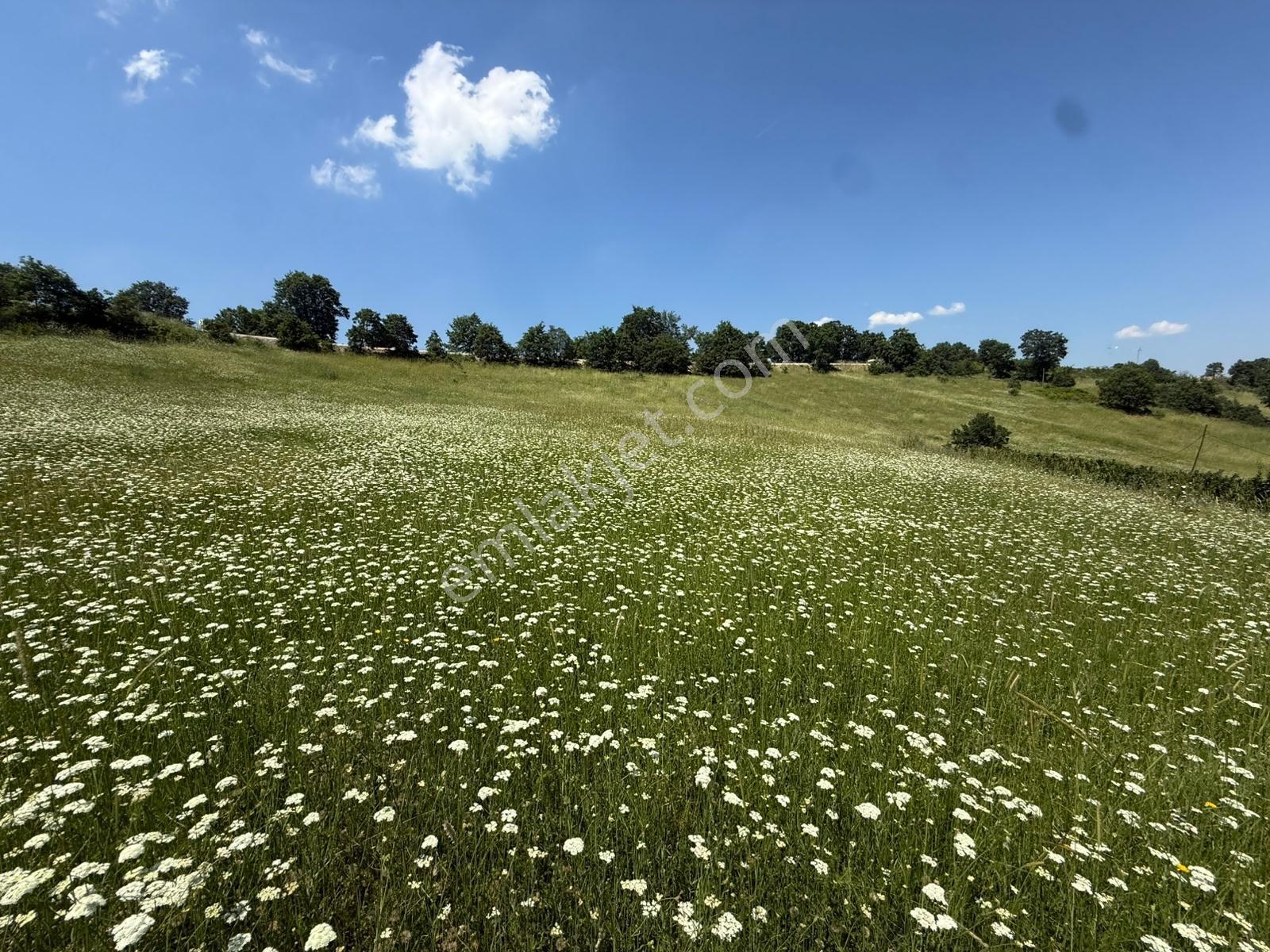 İznik - Gölcük Asfaltına Cepheli 3384 M2 Tarla - Görsel 12