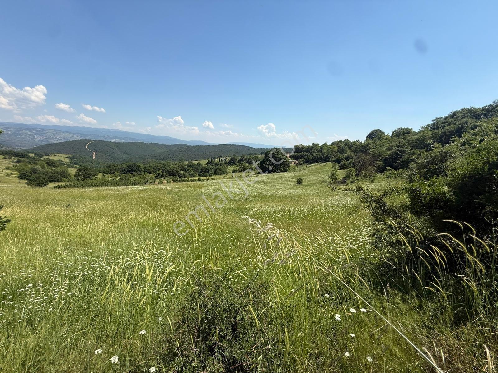 İznik - Gölcük Asfaltına Cepheli 3384 M2 Tarla - Görsel 17