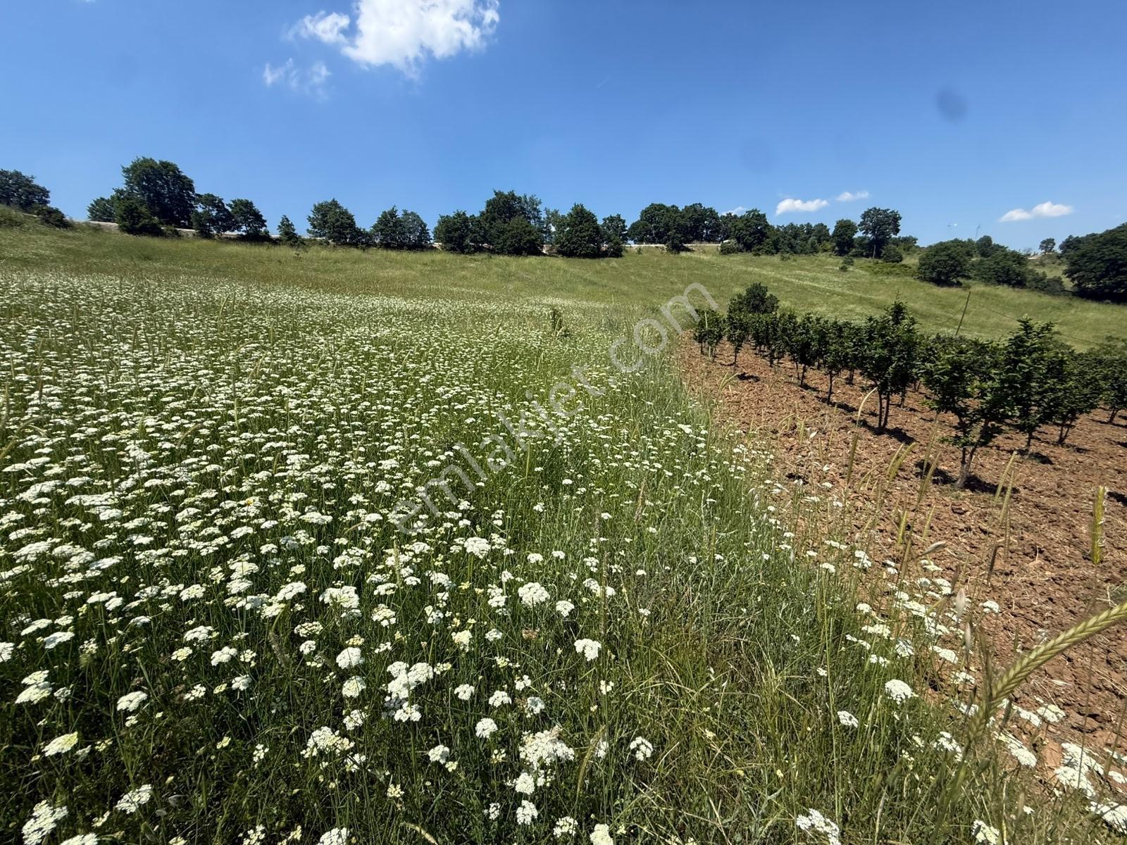 İznik - Gölcük Asfaltına Cepheli 3384 M2 Tarla - Görsel 22