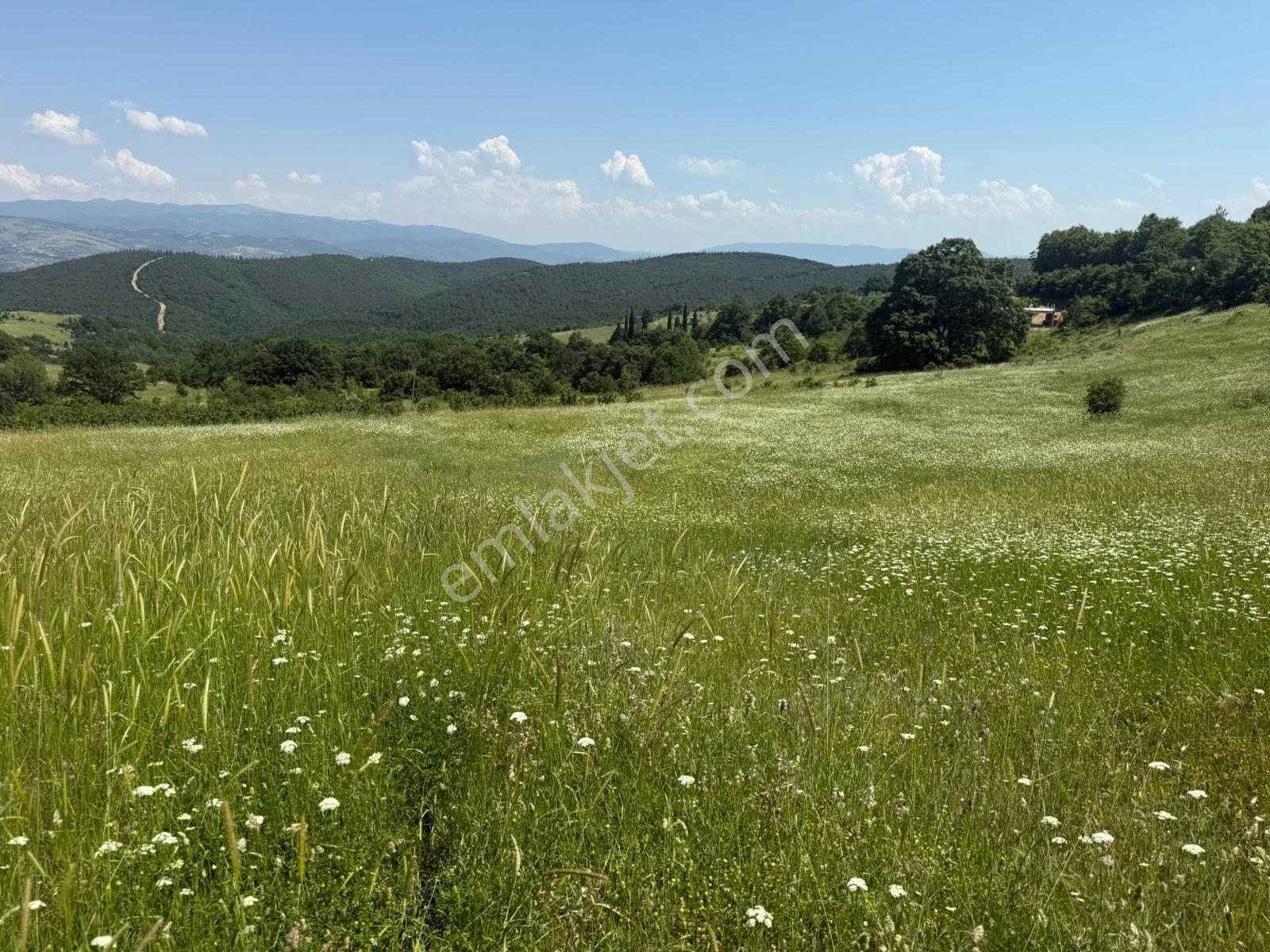 İznik - Gölcük Asfaltına Cepheli 3384 M2 Tarla - Görsel 14