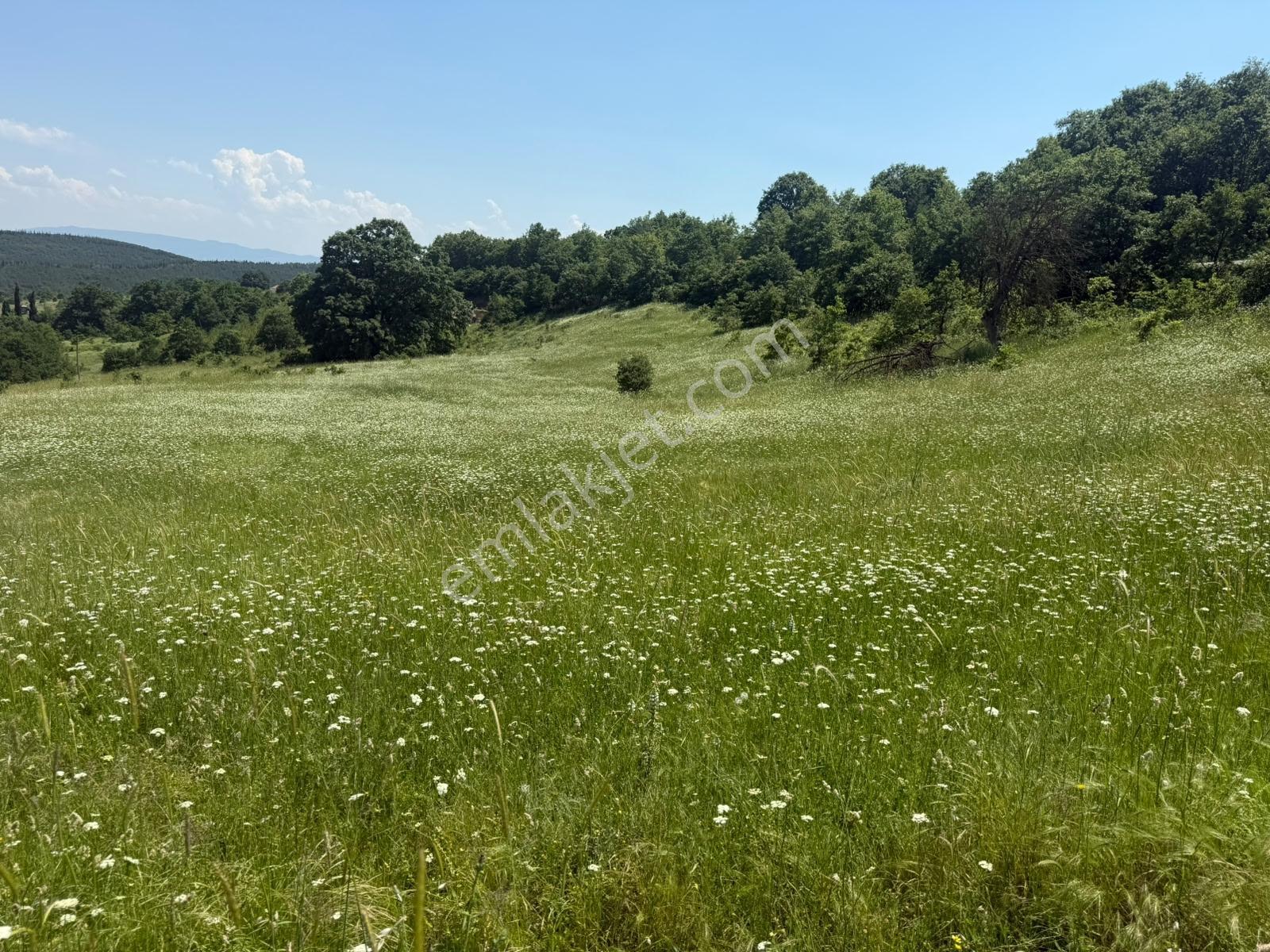 İznik - Gölcük Asfaltına Cepheli 3384 M2 Tarla - Görsel 29