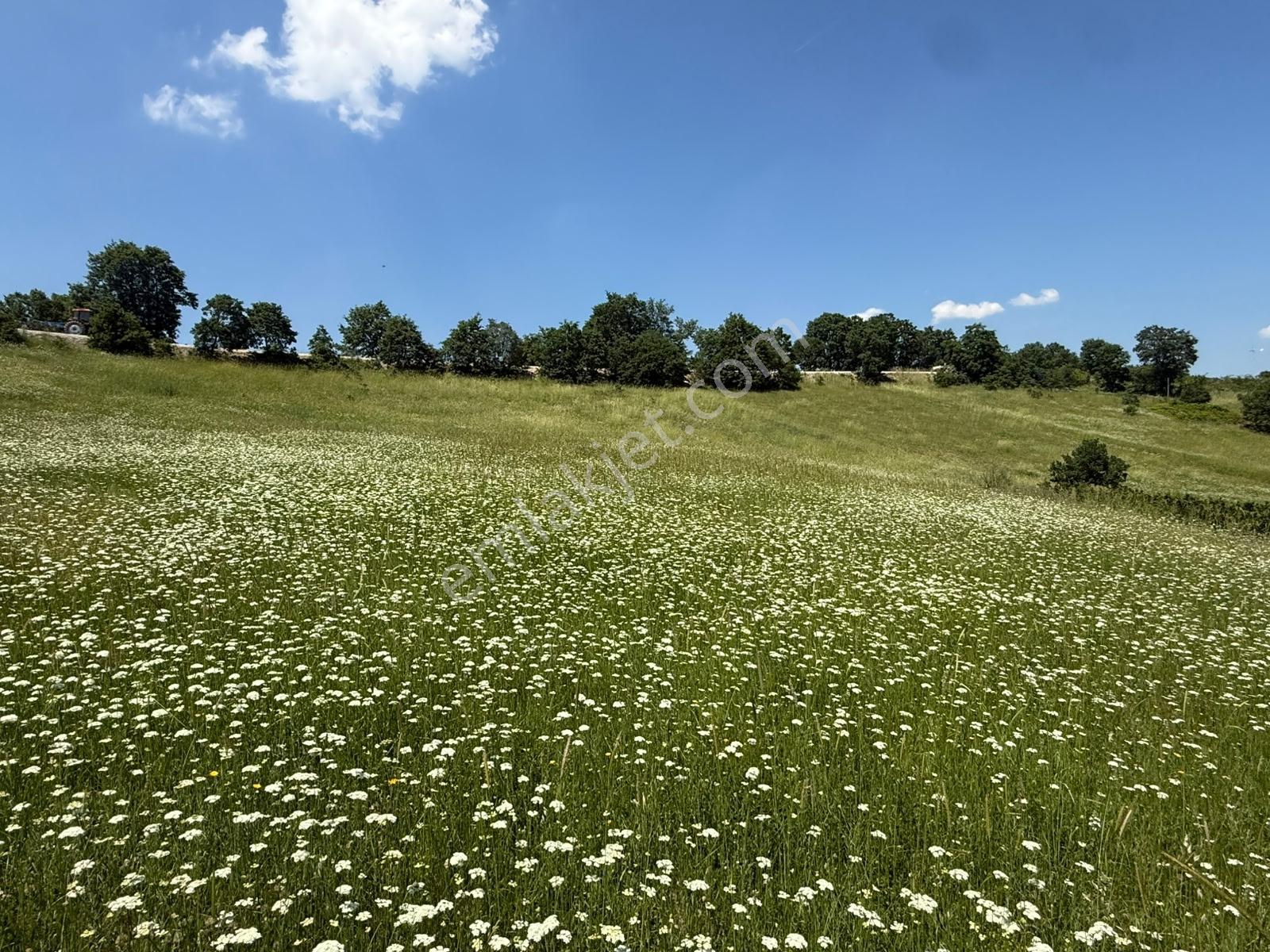 İznik - Gölcük Asfaltına Cepheli 3384 M2 Tarla - Görsel 24