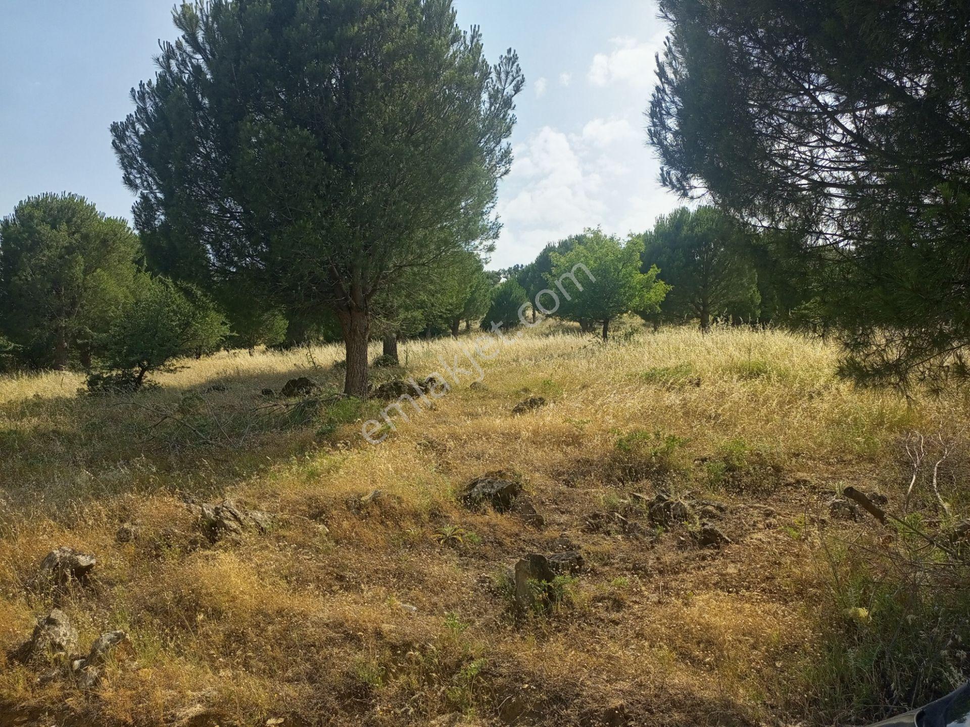 Bayındır Furunlu Köyü, Konut Yapımına Uygun, Tek Tapu, Yolu Olan 4.440m2 Arsamız Satılık - Görsel 2