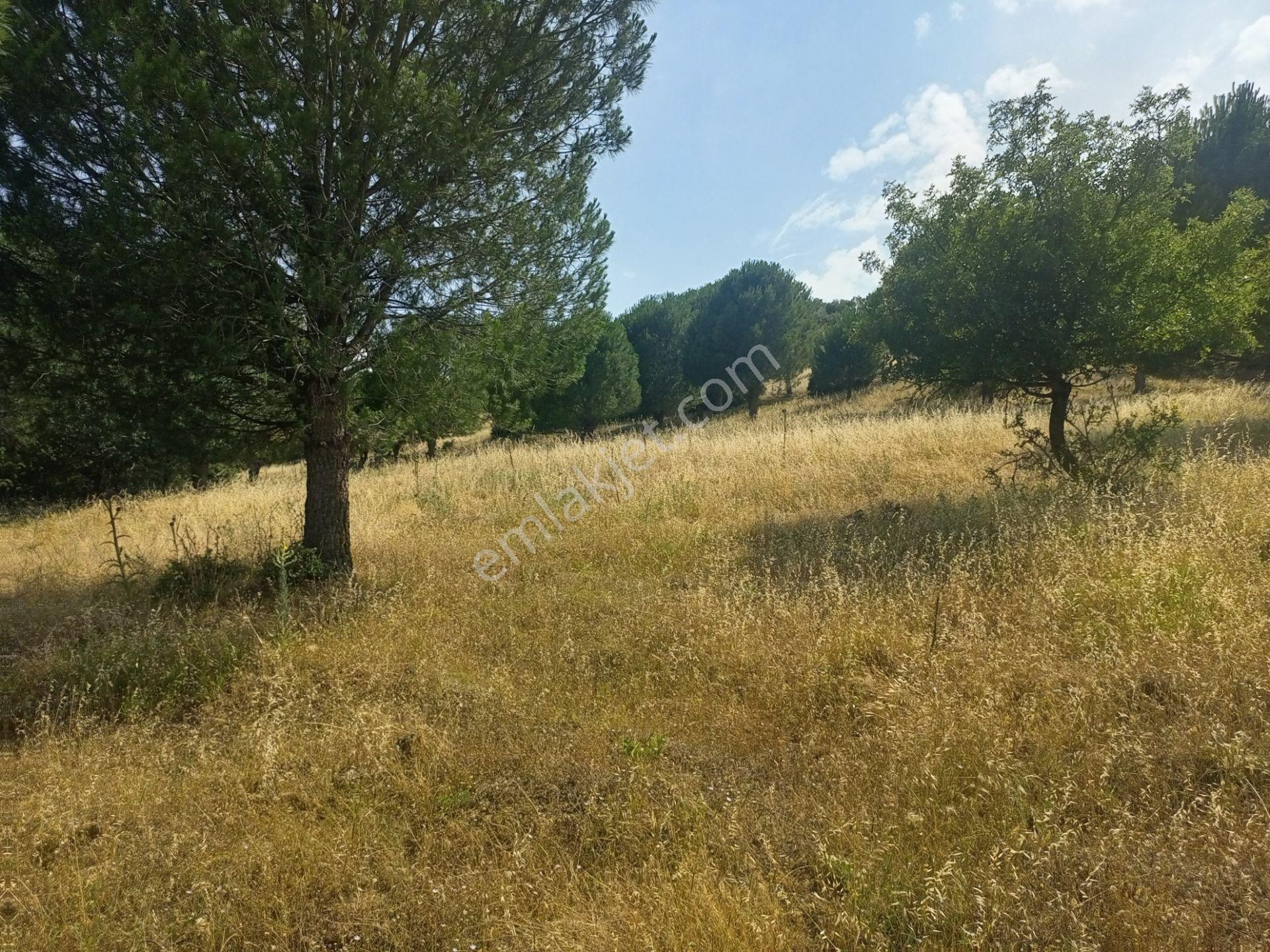 Bayındır Furunlu Köyü, Konut Yapımına Uygun, Tek Tapu, Yolu Olan 4.440m2 Arsamız Satılık - Görsel 5