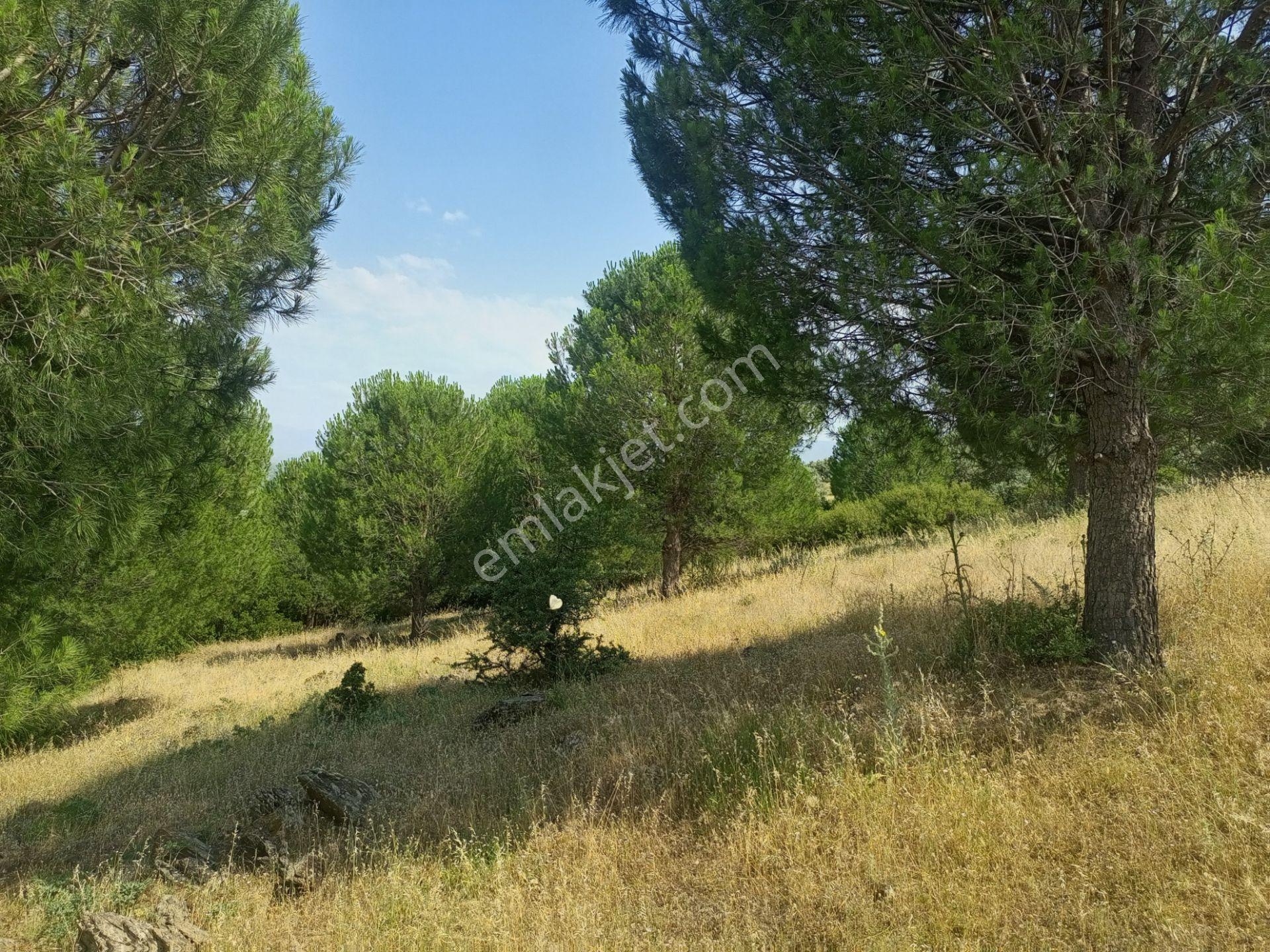 Bayındır Furunlu Köyü, Konut Yapımına Uygun, Tek Tapu, Yolu Olan 4.440m2 Arsamız Satılık - Görsel 15