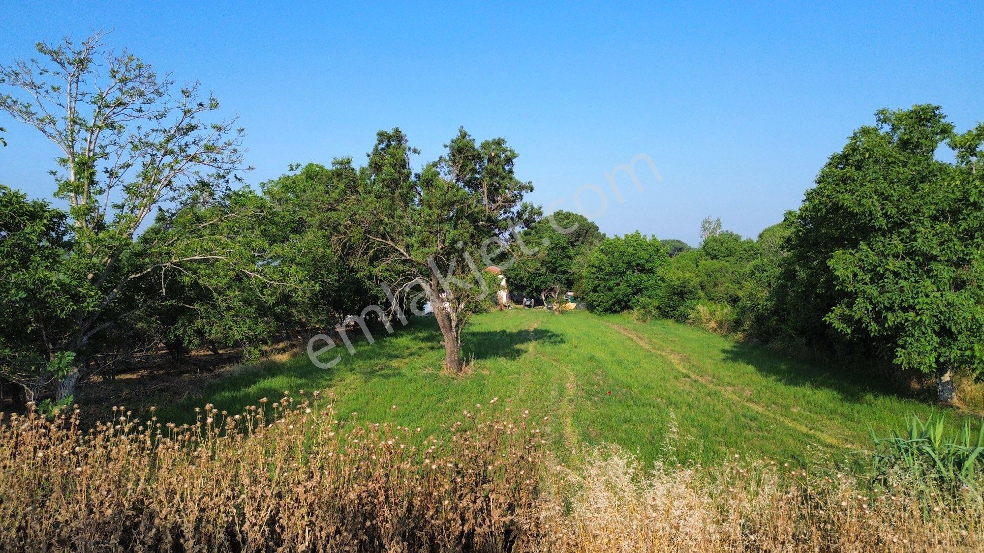 Atatürk Mahallesi Müftü Sokakta Satılık 2917 M² Bağ - Görsel 7