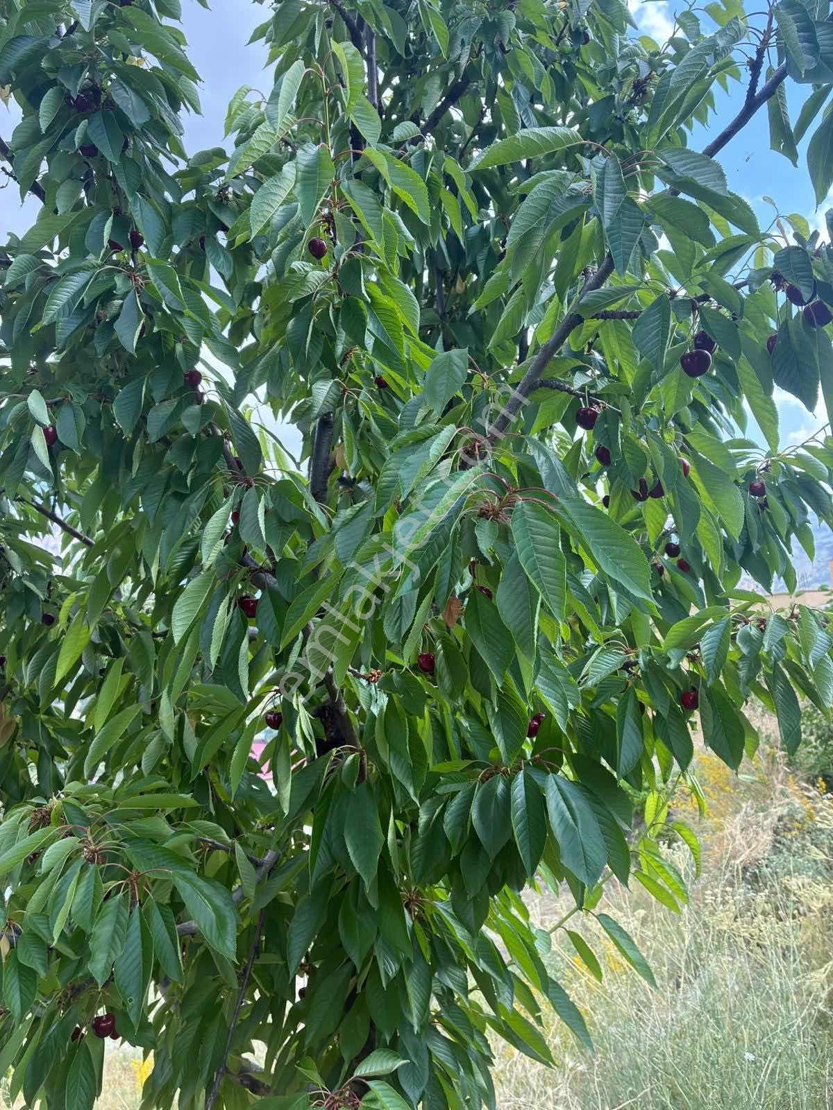 Darboğaz Cumhuriyet'te 844 M2 Meyve Bahçeli Arsamız Satılık - Görsel 25