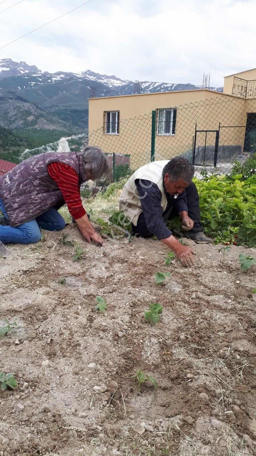 Darboğaz Cumhuriyet'te 844 M2 Meyve Bahçeli Arsamız Satılık - Görsel 3