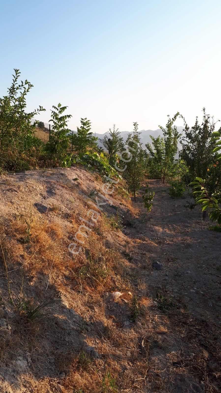 Darboğaz Cumhuriyet'te 844 M2 Meyve Bahçeli Arsamız Satılık - Görsel 10