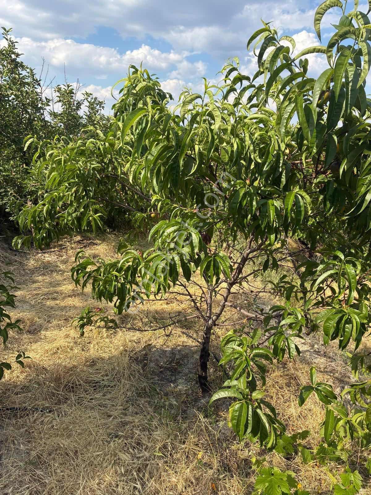 Darboğaz Cumhuriyet'te 844 M2 Meyve Bahçeli Arsamız Satılık - Görsel 21