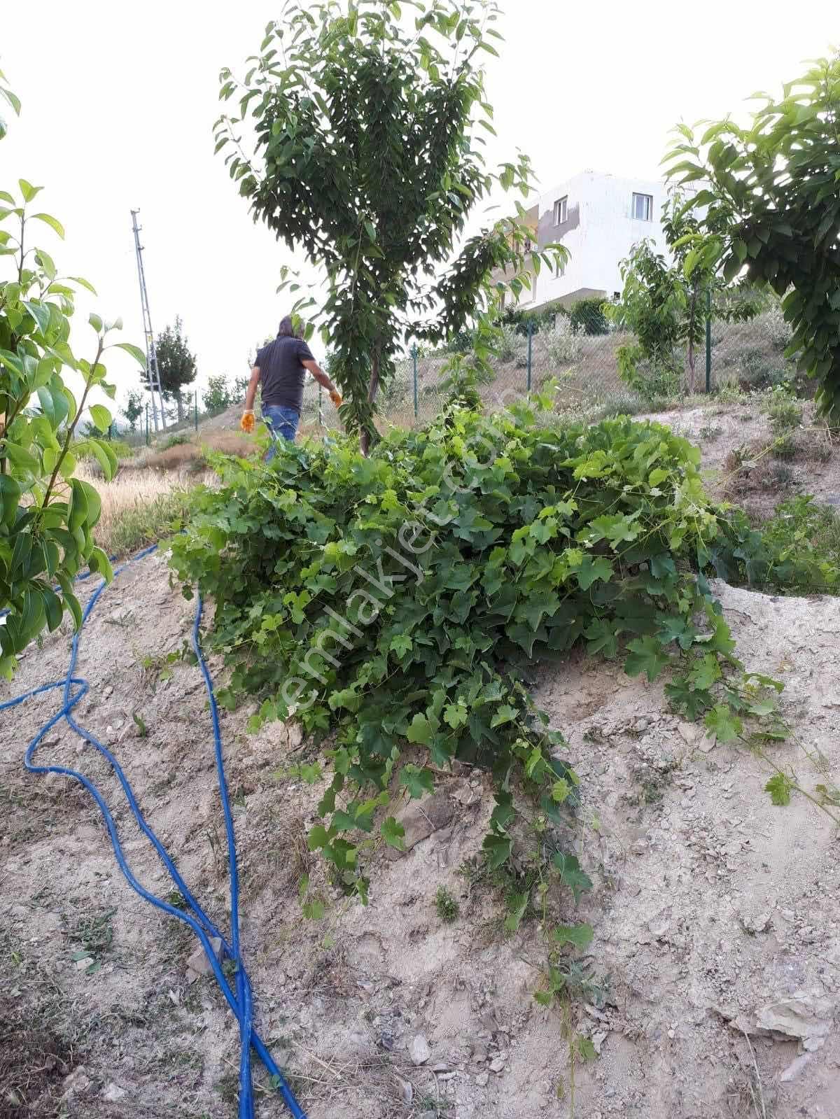 Darboğaz Cumhuriyet'te 844 M2 Meyve Bahçeli Arsamız Satılık - Görsel 9