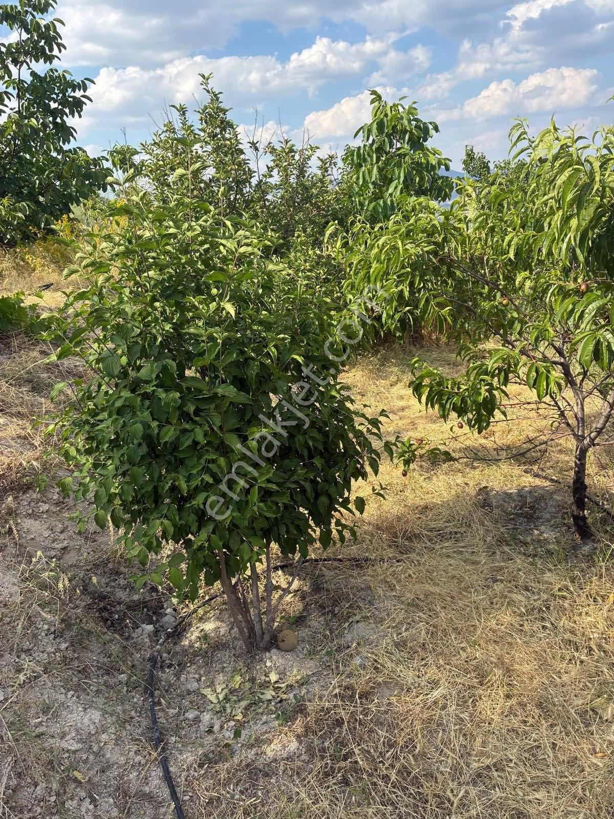 Darboğaz Cumhuriyet'te 844 M2 Meyve Bahçeli Arsamız Satılık - Görsel 24