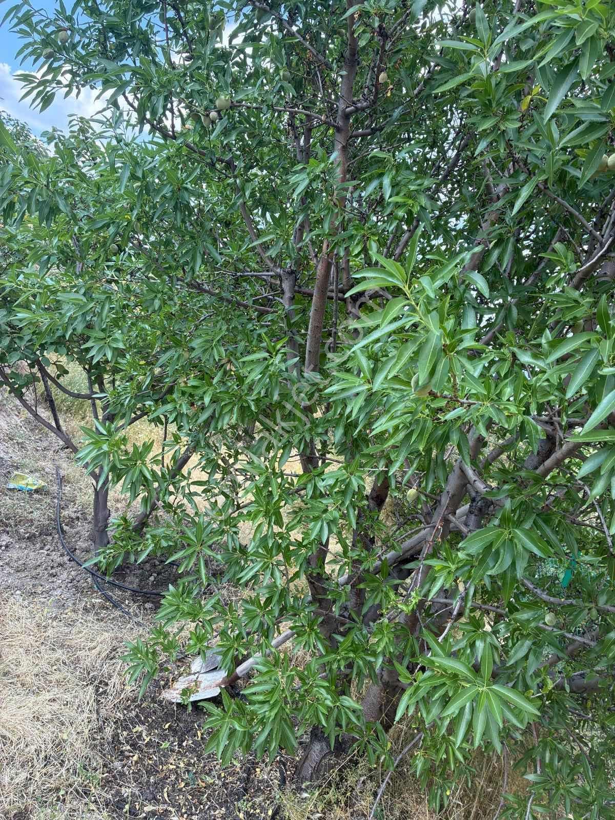 Darboğaz Cumhuriyet'te 844 M2 Meyve Bahçeli Arsamız Satılık - Görsel 34