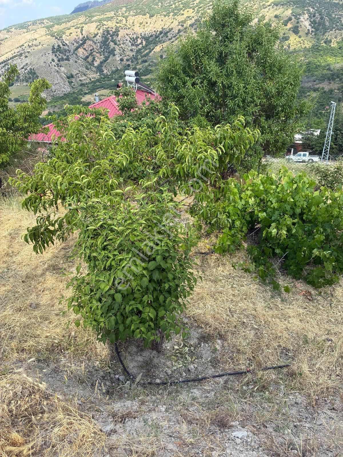Darboğaz Cumhuriyet'te 844 M2 Meyve Bahçeli Arsamız Satılık - Görsel 30