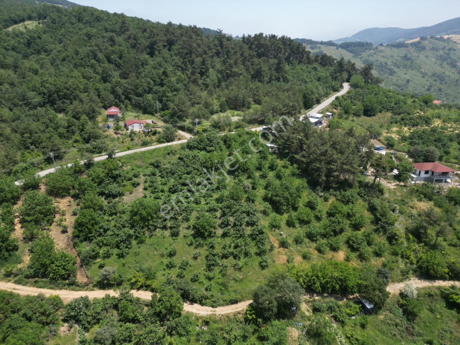 Melekşesolakta Manzaralı Yol Kenarı Satılık Ceviz Bahçesi - Görsel 17