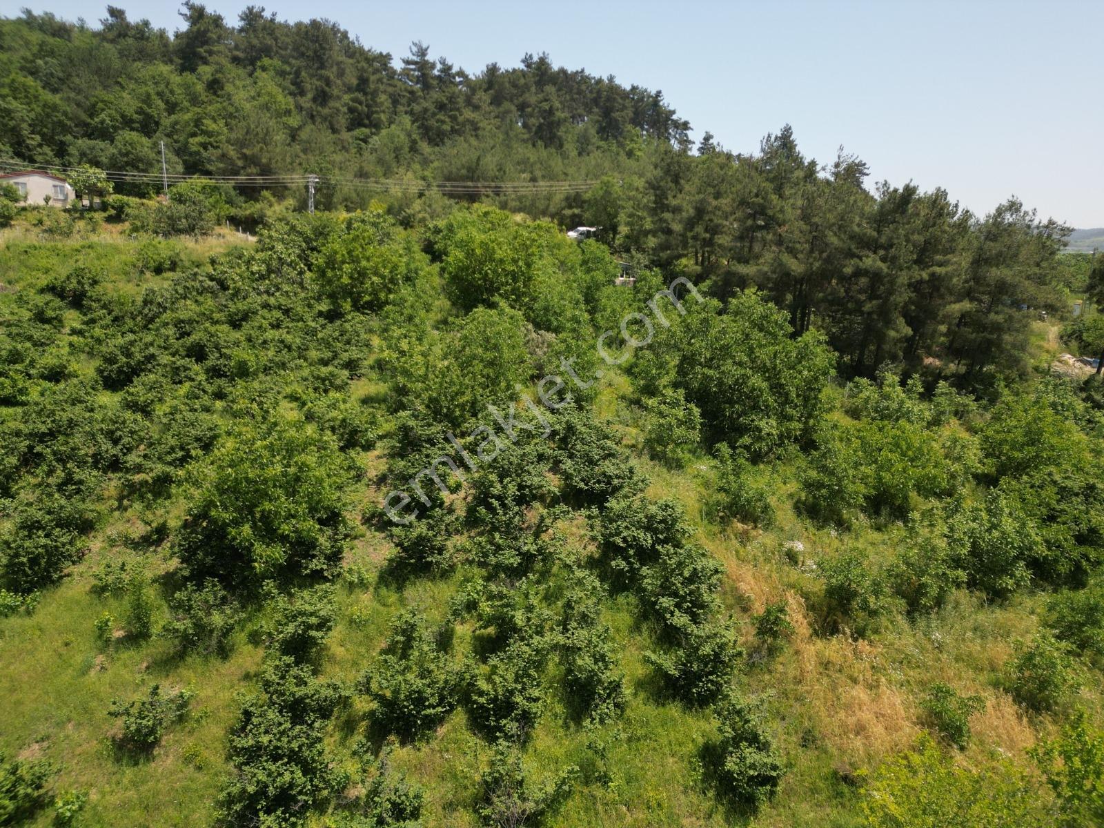 Melekşesolakta Manzaralı Yol Kenarı Satılık Ceviz Bahçesi - Görsel 13