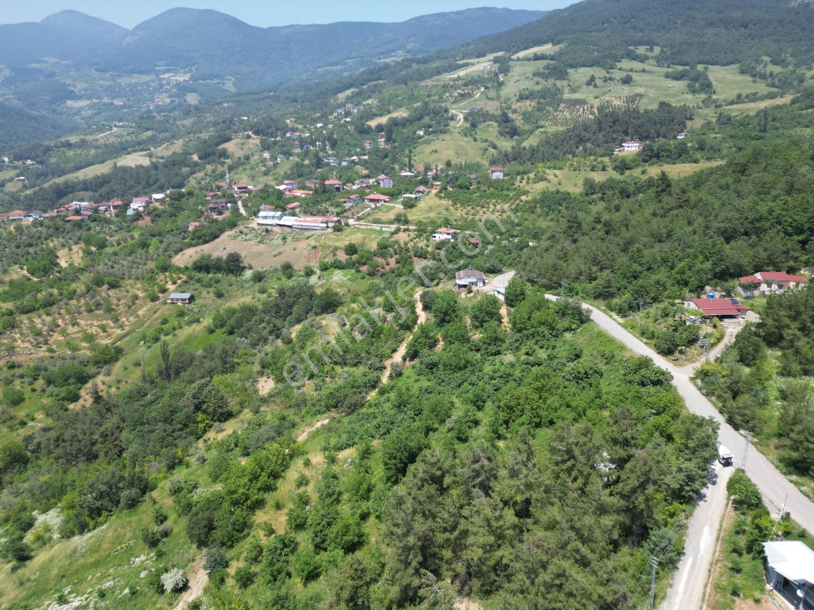 Melekşesolakta Manzaralı Yol Kenarı Satılık Ceviz Bahçesi - Görsel 20