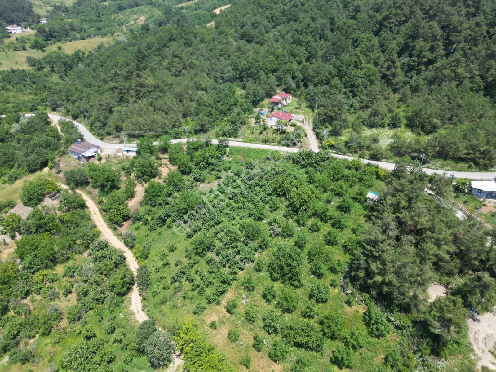 Melekşesolakta Manzaralı Yol Kenarı Satılık Ceviz Bahçesi - Görsel 15