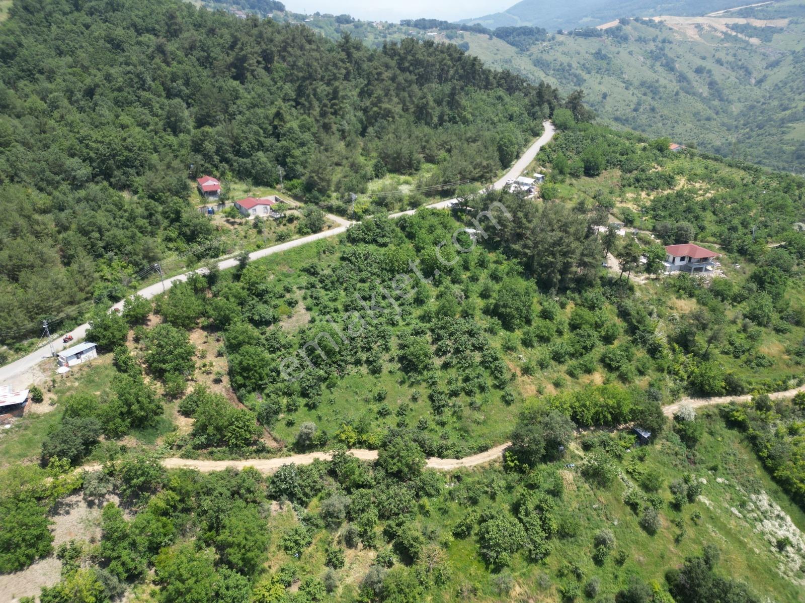 Melekşesolakta Manzaralı Yol Kenarı Satılık Ceviz Bahçesi - Görsel 10
