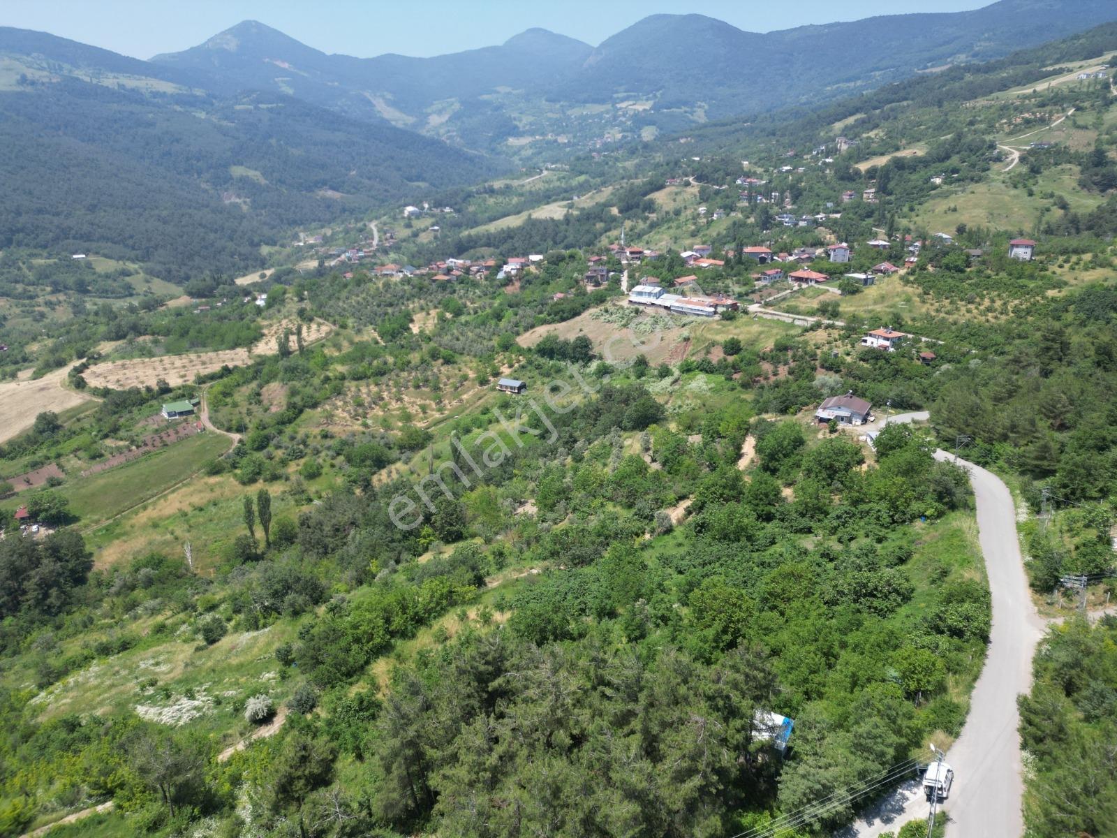 Melekşesolakta Manzaralı Yol Kenarı Satılık Ceviz Bahçesi - Görsel 12