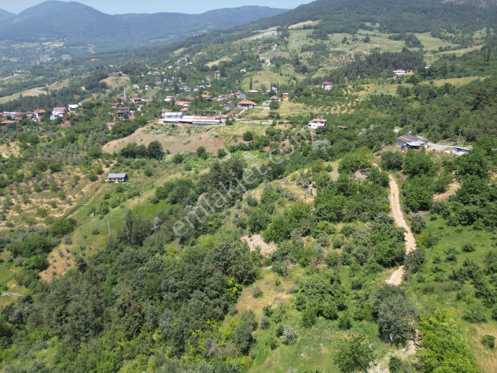 Melekşesolakta Manzaralı Yol Kenarı Satılık Ceviz Bahçesi - Görsel 27