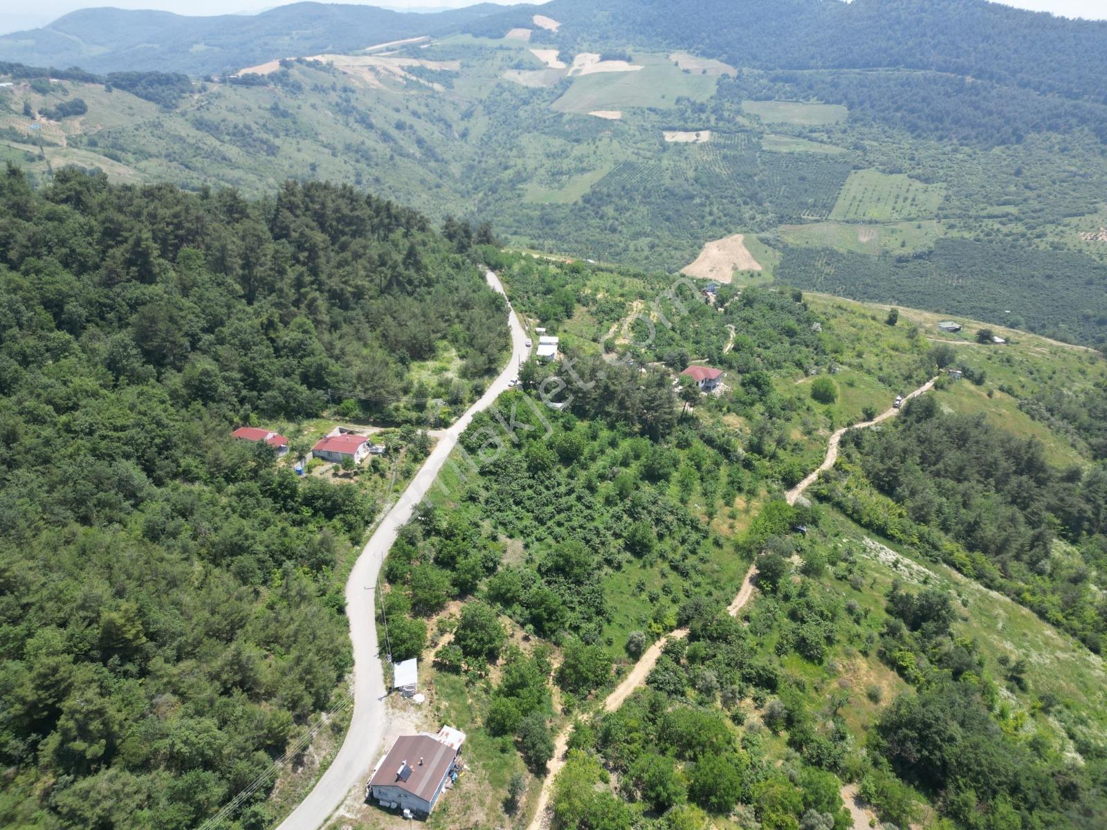 Melekşesolakta Manzaralı Yol Kenarı Satılık Ceviz Bahçesi - Görsel 26