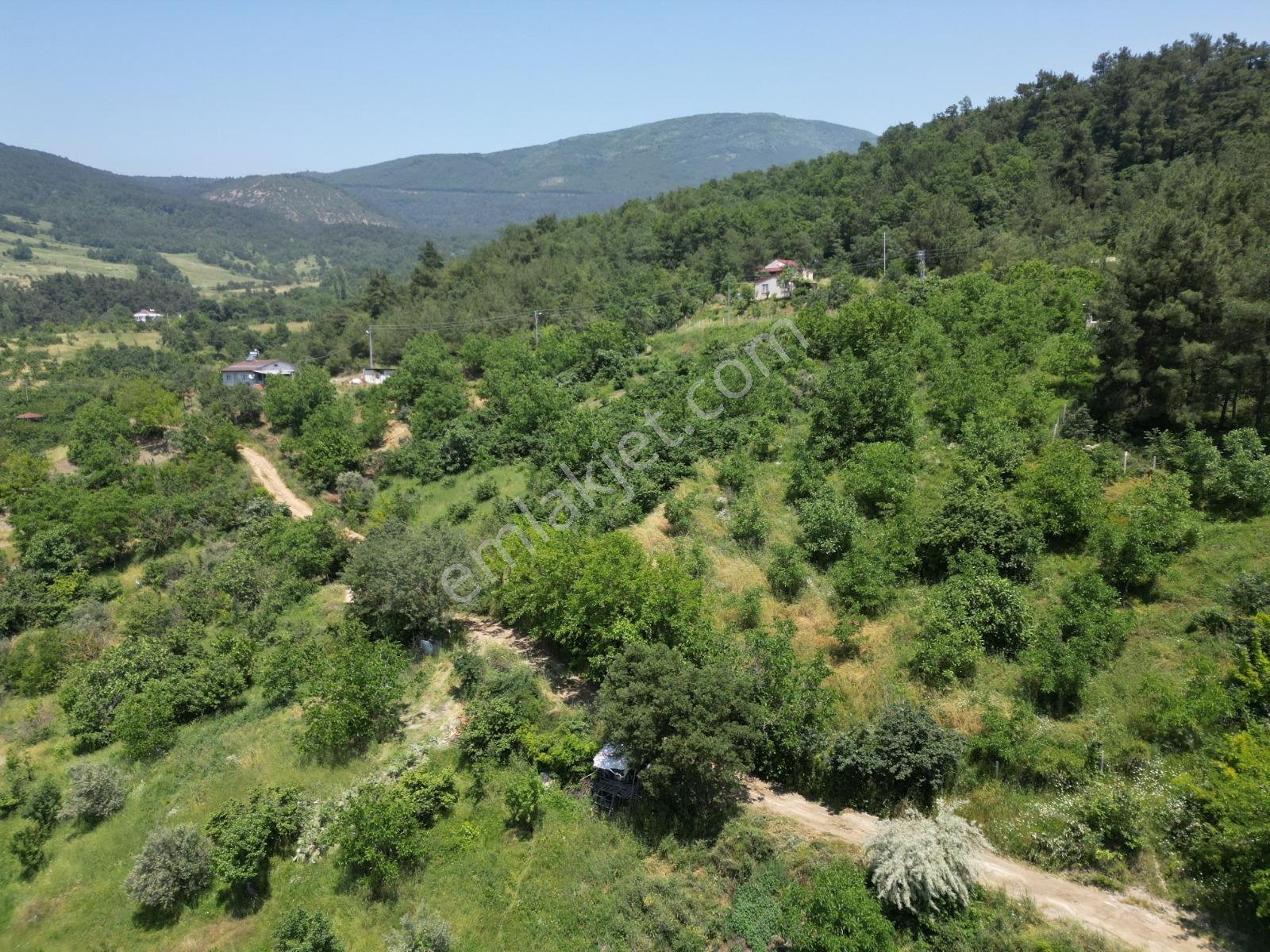 Melekşesolakta Manzaralı Yol Kenarı Satılık Ceviz Bahçesi - Görsel 24